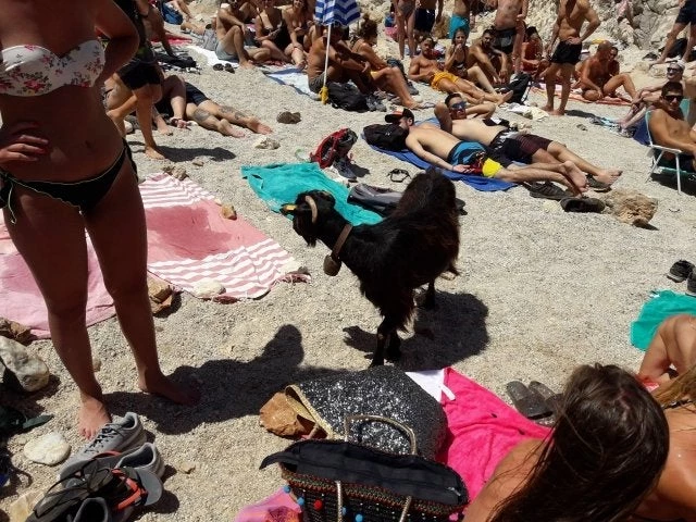 Αυτή είναι η κατσίκα που τρέλανε τους λουόμενους στην Κρήτη (βίντεο)